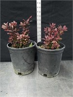 11 and 12-in Japanese Barberry plants