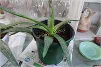 ALOE PLANT