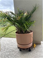 Large Patio Plant In Planter On Coaster