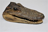 Small Alligator Taxidermy Head