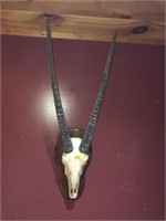 ANTELOPE HORNS AND SKULL ON WOOD PLAQUE