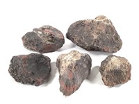 5 Specimens of Cycadeoidales Fossils