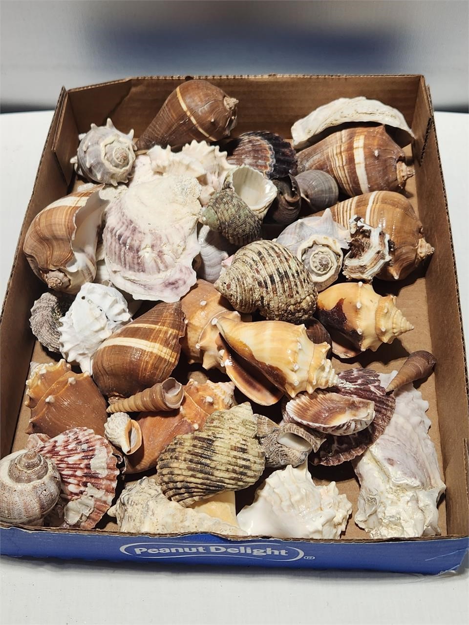 Shells