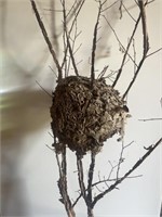 Approximately 8” hornets nest on 4’ branch.