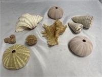 MORE SEA SHELLS AND TREASURES!