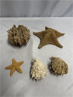 SEA LIFE! STAR FISH AND CLAMS!