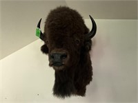 Mounted Buffalo - 31” Between Horns - 42” to Wall