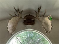 Mounted Horns - 47” Wide Apx 36” Tall