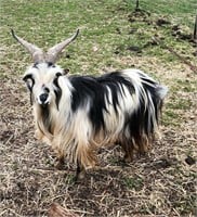 2y/o silkie fainter Billy Goat, big pet