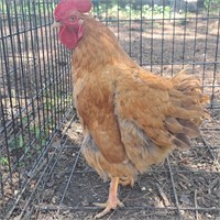 Bantam Rooster #2