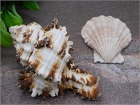 MUREX SHELL AND SEA SHELL ROCK STONE LAPIDARY SPEC
