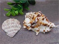 SEA SHELL ROCK STONE LAPIDARY SPECIMEN