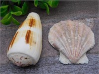 SEA SHELL ROCK STONE LAPIDARY SPECIMEN