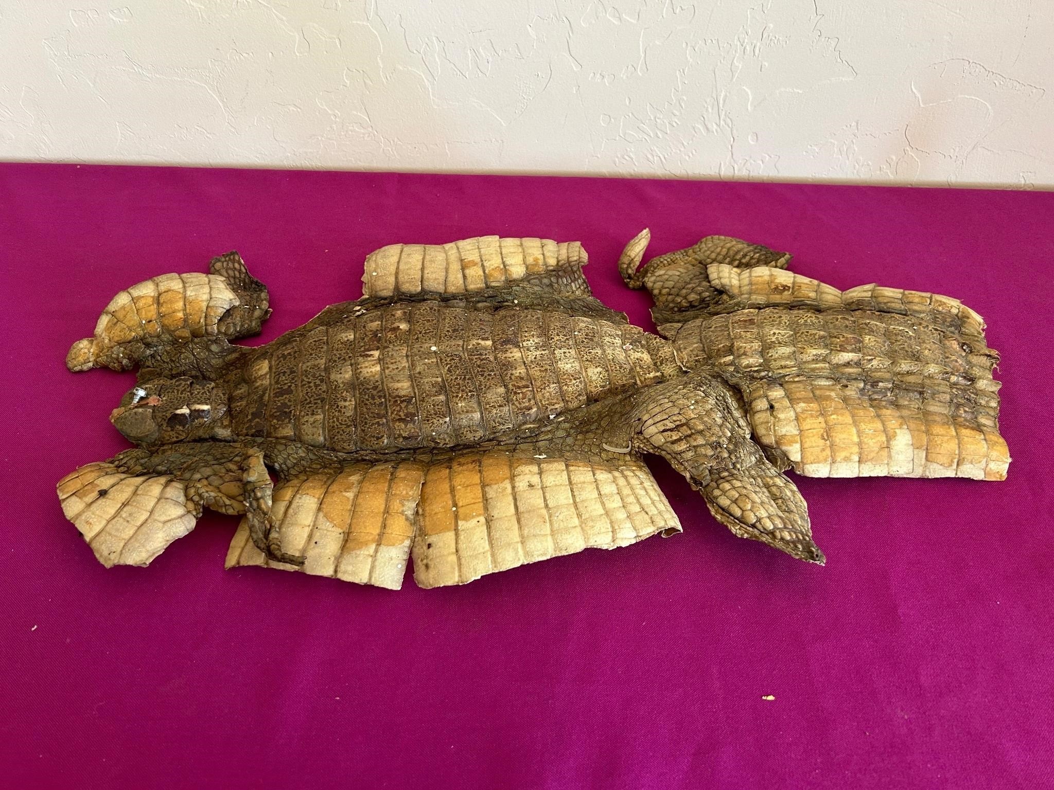 Gator or Crocodile Skin Exoskeleton