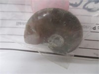 Mid Jurassic Period Polished *Ammonite Fossil*