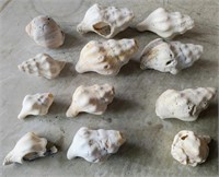 12 ASSORTED SEA SHELLS, FOSSILIZED? WELL WEATHERED