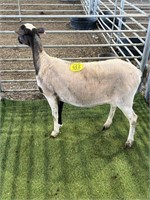 ARBY3063 WHITE BLK EWE 78# P11