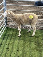 ARBY3061 WHITE WETHER SHEEP 41# P11