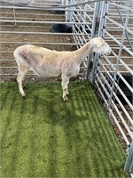 CA46318389 WHITE EWE 99# P11