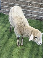 ARBY3057 WHITE WETHER SHEEP 42# P11