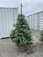 6 FT BABY BLUE SPRUCE TREE