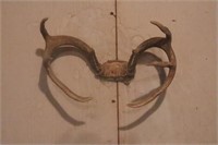 Deer Antlers