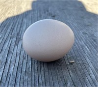 Bronze Peafowl Hatching Egg
