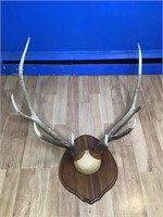 Mounted Elk Antlers Approx 39" Spread, 36" Tall
