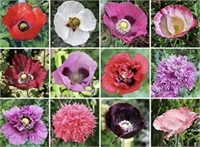 100 Seeds-Assorted Poppy Flower-Annual-