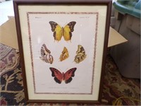 Butterfly Print 17"x22"