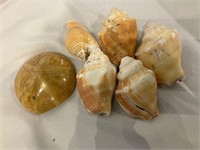 Sea Shells Fossils