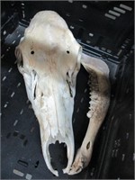 Genuine Cow Skull with Jaw