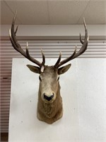 8 x 7 Elk Shoulder Mount