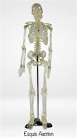 Anatomy Lab/ Doctor's Office Human Skeleton