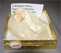 (5) Dinosaur Bones. 300 Million years old.