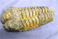 350 Million year old Trilobite from the North