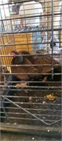 2 dark cornish hens