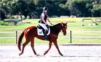 (VIC) KIWI IMPACT - THOROUGHBRED MARE