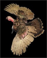 Full turkey mount, gobbler