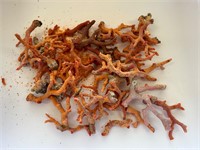 Several Pieces of Coral