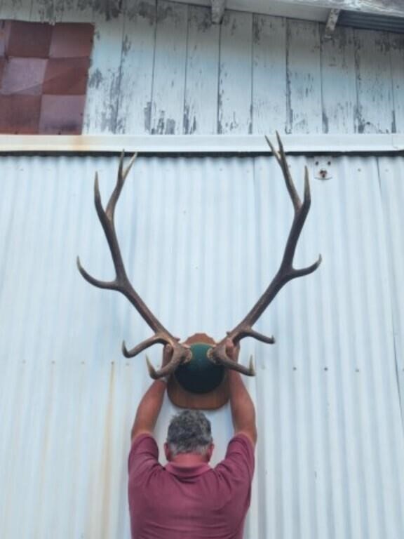 39" with 40" tall Elk antlers.