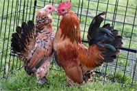 Lot of bantam x 2 speckled Roos