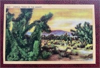 Antique Joshua Trees On The Desert RPPC Postcard
