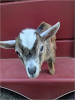 Nigerian Dwarf Bucklin Bottle Baby Goat Born