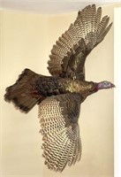 Wild Turkey in Flight mount, 58" wing span