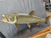 Large Lake Trout Taxidermy Fish Mount