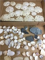 Seashells and sand dollars