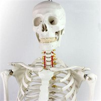 New condition Education Model Anatomical Human