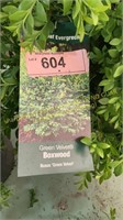 3 gallon Green Velvet Boxwood