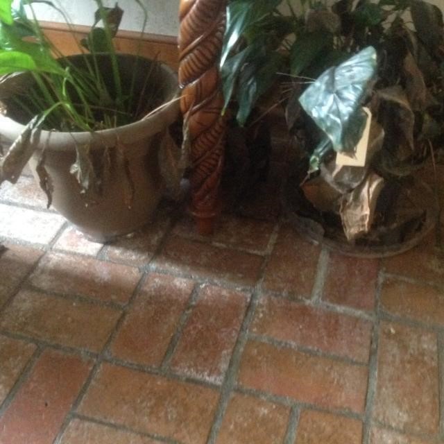 3 pots with plants